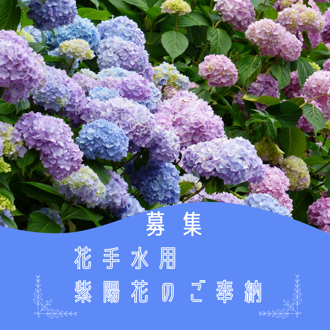 【募集】花手水用の紫陽花ご奉納